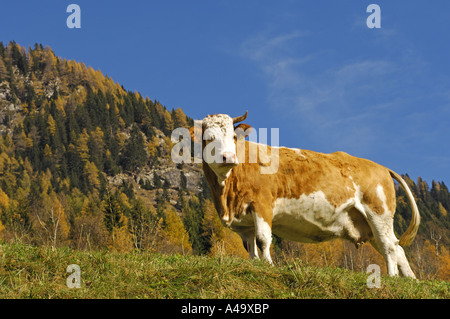 Les bovins domestiques (Bos primigenius f. taurus), seule vache sur pâturage en automne, l'Autriche, Styrie Banque D'Images