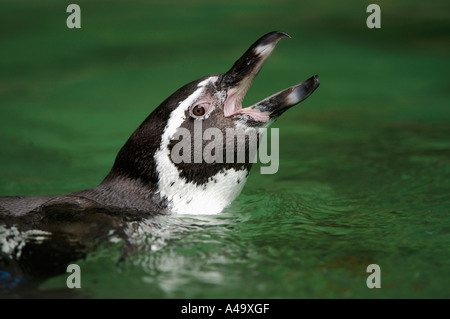 Le Humboldt Penguin Banque D'Images