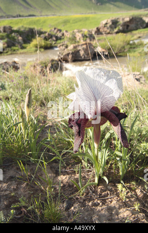 Iris (Iris iberica), seule plante en fleurs, de la Turquie, est de l'Anatolie, Ararat, Dogubayazit Banque D'Images