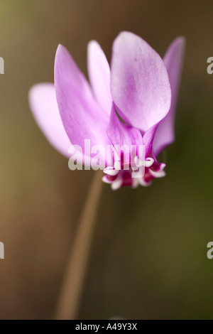 Cyclamen à feuilles de lierre, hardy cyclamen hederifolium Cyclamen (cyclamen, hederaefolium), oranger, unique en Italie, Sicilia Banque D'Images