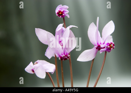 Cyclamen à feuilles de lierre, hardy cyclamen hederifolium Cyclamen (cyclamen, hederaefolium), fleurs, Italie, Sicile Banque D'Images