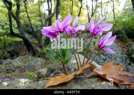 Cyclamen à feuilles de lierre, hardy cyclamen hederifolium Cyclamen (cyclamen, hederaefolium), groupe de plantes fleuries, Italie, Sicile Banque D'Images