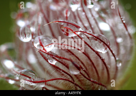 Dryade (Geum reptans), détail de fruits avec de l'eau baisse, Suisse Banque D'Images