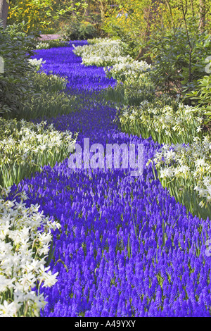 Grape hyacinth (Muscari botryoides), tapis de fleurs au printemps de jonquilles, Pays-Bas Banque D'Images