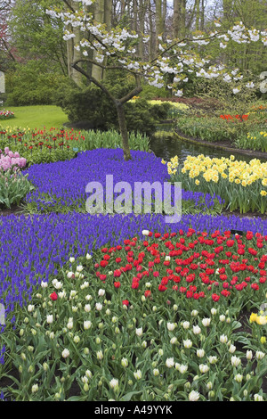 Grape hyacinth (Muscari botryoides), tapis de fleurs au printemps avec des tulipes, Pays-Bas Banque D'Images