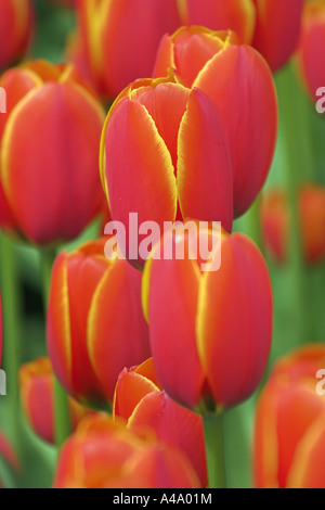 Jardin commun tulip (Tulipa Gesneriana), Russet fleurs, Pays-Bas Banque D'Images