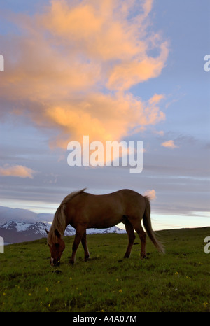 L'Islandic, Islande pony (Equus przewalskii f. caballus), l'humeur du soir, l'Islande Banque D'Images