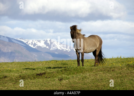 L'Islandic, Islande pony (Equus przewalskii f. caballus), en face de paysage de montagne, l'Islande Banque D'Images