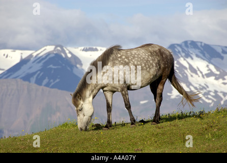 L'Islandic, Islande pony (Equus przewalskii f. caballus), en face de paysage de montagne, l'Islande Banque D'Images