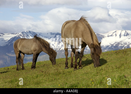 L'Islandic, Islande pony (Equus przewalskii f. caballus), deux individus de pâturage en face de paysage de montagne, l'Islande Banque D'Images