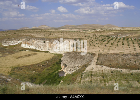 Pistache (Pistacia vera), culture en steppe, Turquie Banque D'Images