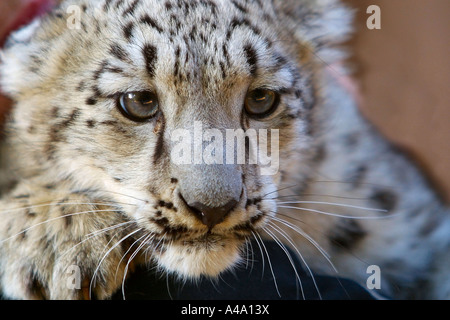 Léopard des neiges (Uncia uncia, Panthera uncia), Cub, portrait Banque D'Images