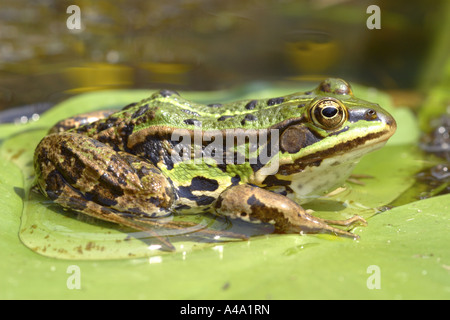 Comestibles européenne grenouille (Rana esculenta), assis sur de l'eau feuille-lilly, Allemagne Banque D'Images