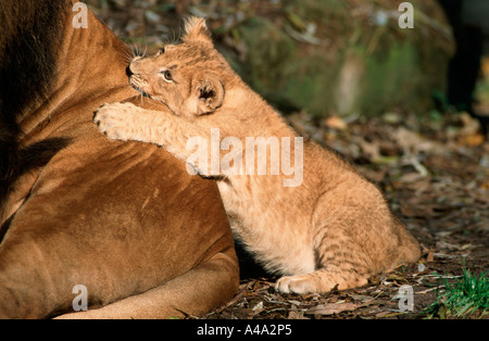 Lion d'Afrique / Afrikanischer Loewe Banque D'Images