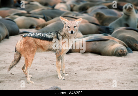 Le Chacal à dos noir Banque D'Images