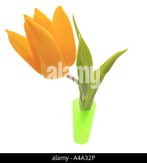 Jardin commun tulip (Tulipa Gesneriana), dans vase vert Banque D'Images