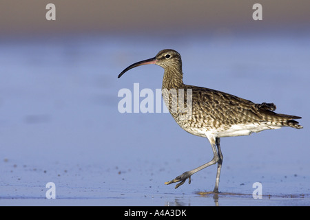 Courlis corlieu (Numenius phaeopus), la marche sur la côte, l'Espagne, Fuerteventura Banque D'Images