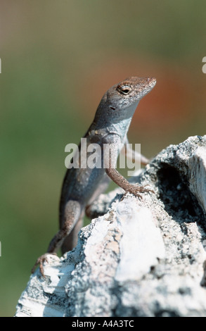 Brown Anole Anole cubain / Banque D'Images