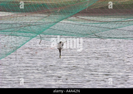 Grand Cormoran (Phalacrocorax carbo), cormorant morts dans les filets au-dessus d'une ferme piscicole, Grèce Banque D'Images