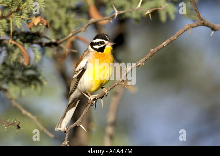 Golden-breasted bunting (Emberiza flaviventris), homme, Namibie Banque D'Images