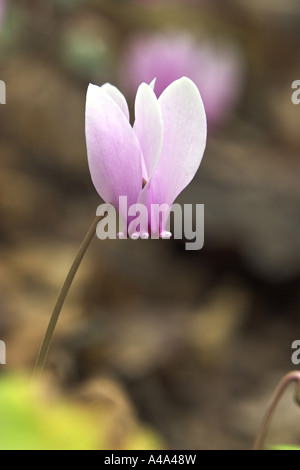 Cyclamen à feuilles de lierre, hardy cyclamen hederifolium Cyclamen (cyclamen, hederaefolium), Bloom, Grèce, Macédoine, Météores Banque D'Images