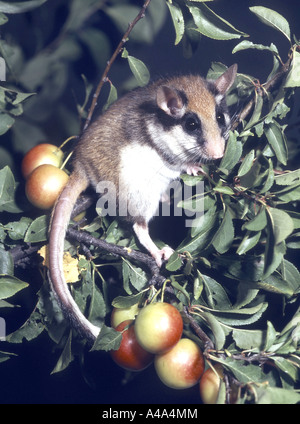 Jardin loir (Eliomys quercinus), sur l'arbre fruitier Banque D'Images