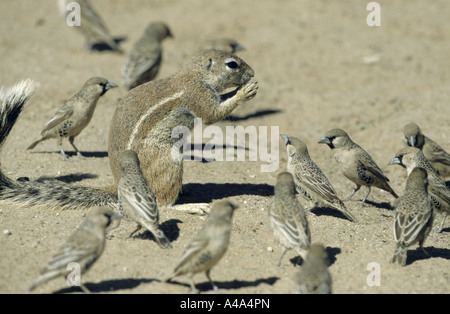 L'Afrique du Sud, Cape de spermophile du Columbia (Geosciurus inauris, HA83 inauris), avec Sociable Weaver, Philetarius soci Banque D'Images