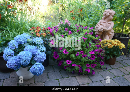 Hortensia jardin dentelle, cap hortensia (Hydrangea macrophylla), plante en fleurs dans un pot à côté d'autres plantes et une sculpure Banque D'Images