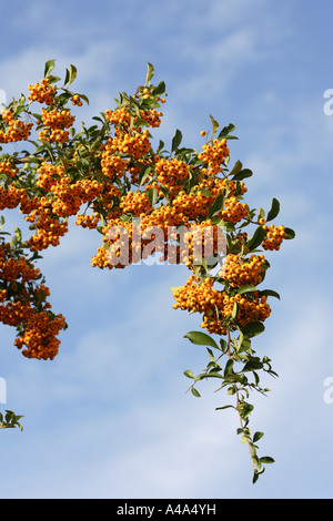 Fire thorn, Scarlet multi, buisson ardent (Pyracantha coccinea), branche avec fruits mûrs Banque D'Images