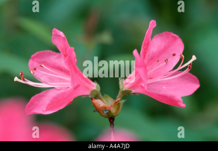 Fleurs de l’azalée Banque D'Images