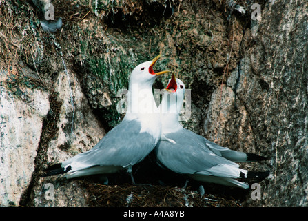 La Mouette tridactyle Banque D'Images