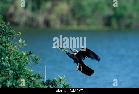 Anhinga d'Amérique / Vert Banque D'Images