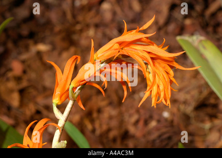 Ada aurantiaca Banque D'Images