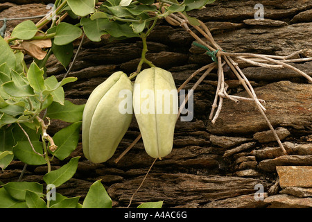 Araujia sericifera plante cruelle Banque D'Images