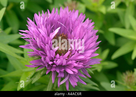 Aster novae angliae Aster de la Nouvelle Angleterre Dôme Violet Banque D'Images