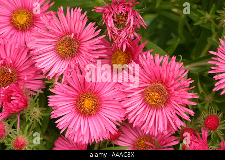 Aster novae angliae Andenken Alma un Potsche aster de la Nouvelle Angleterre Banque D'Images