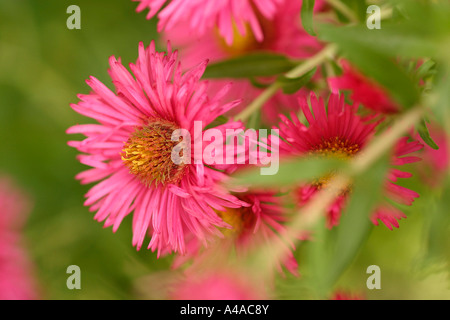 Aster novae angliae Andenken Alma un Potsche aster de la Nouvelle Angleterre Banque D'Images