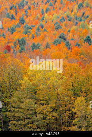 Feuillage d'automne, la Nouvelle Angleterre, USA Banque D'Images