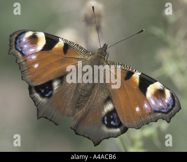 Peacock papillon avec ailes propagation montrant les yeux de paon Banque D'Images