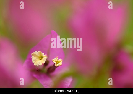 Bougainvillea glabra Banque D'Images