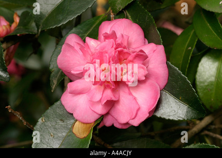 Camellia sasanqua Sparkling Burgundy Banque D'Images