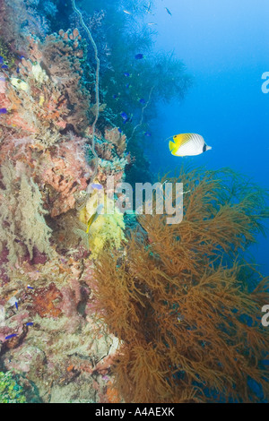 Papillons Threadfin Chaetodon auriga nage plus soft coral Rumphella sp SHINKOKU MARU Truk Banque D'Images