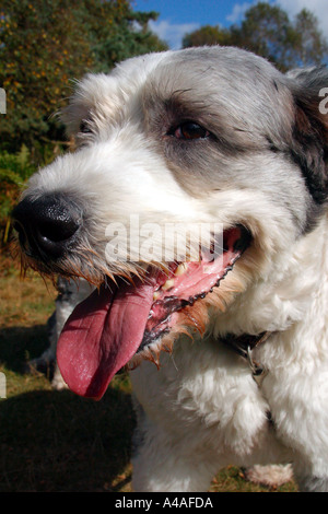 Old English Sheepdog avec sa langue traîner haletant Banque D'Images