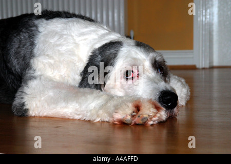 Old English Sheepdog (également connu sous le nom de haut-le-pied) Banque D'Images