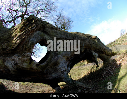 La texture de l'écorce des arbres, Bradgate Country Park,Newtown Linford, Leicestershire, Angleterre, Royaume-Uni Banque D'Images