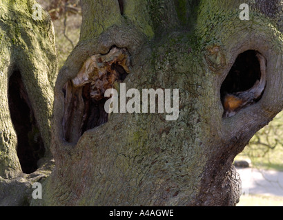 La texture de l'écorce des arbres,Bradgate Country Park,Newtown Linford, Leicestershire, Angleterre, Royaume-Uni Banque D'Images