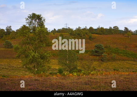 Hale Purlieu Trust National Parc national New Forest Hampshire UK Banque D'Images