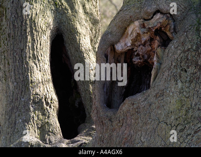 La texture de l'écorce des arbres,Bradgate Country Park,Newtown Linford, Leicestershire, Angleterre, Royaume-Uni Banque D'Images