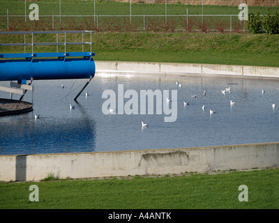 Vasque pleine d'eau propre et fraîche presque avec les goélands la natation dans l'eau à l'usine de recyclage Banque D'Images