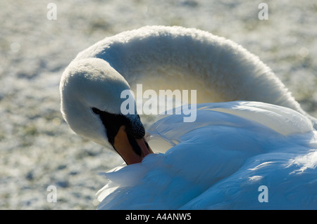 Un adulte cygne muet au lissage à Duddingston Loch, Édimbourg en hiver Banque D'Images